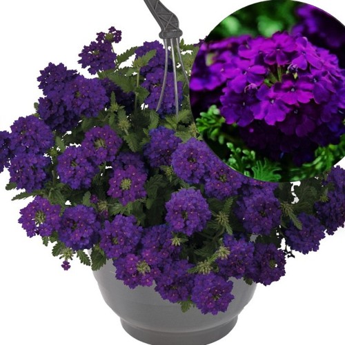 Verbena 'Empress® Sun Violet' - Aed-raudürt 'Empress® Sun Violet' P9/0,55L